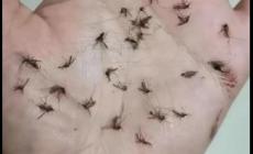 很小很小的小蚊子怎么去除 很小的蚊子怎么消滅