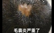 頭皮毛囊炎掛哪個科室的號 頭皮毛囊炎掛什么科室的號好