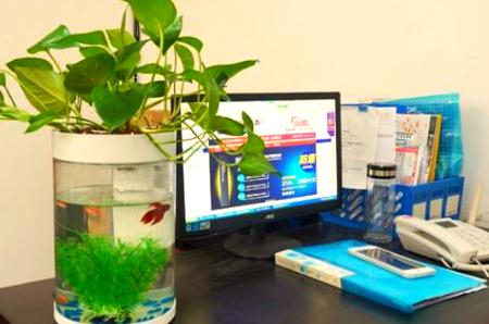 辦公室養魚的風水有什么講究嗎（辦公室養魚的風水有什么講究）
