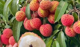 荔枝一天可以吃幾粒 荔枝一天可以吃幾粒啊