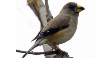 孔雀的雀字組詞有哪些 孔雀的雀組詞組詞有哪些