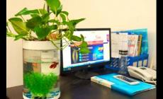 辦公室養魚的風水有什么講究嗎（辦公室養魚的風水有什么講究）