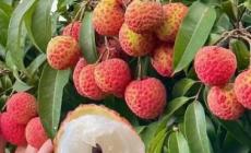 荔枝一天可以吃幾粒 荔枝一天可以吃幾粒啊