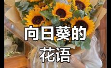 向日葵的寓意 向日葵花語(yǔ)最火的一句