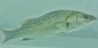 白蕉鎮的海鱸魚多少錢一斤 白蕉海鱸魚多少錢一斤啊