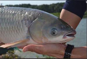 脆肉鯇魚是哪里特產(chǎn) 脆肉鯇魚是怎么養(yǎng)出來的