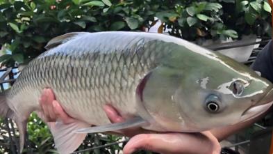 脆皖魚是草魚嗎?草魚是怎么變成脆皖魚的?