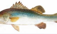 白蕉海鱸是哪里的特產 白蕉海鱸是哪里的特產啊