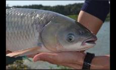 脆肉鯇魚(yú)是哪里特產(chǎn) 脆肉鯇魚(yú)是怎么養(yǎng)出來(lái)的