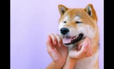 流氓有內涵的名字-搞笑的昵稱大全