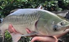 脆皖魚是草魚嗎?草魚是怎么變成脆皖魚的?