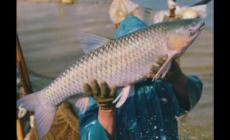 脆肉鯇能在什么地方養(yǎng)殖 中山脆肉鯇的養(yǎng)殖環(huán)境