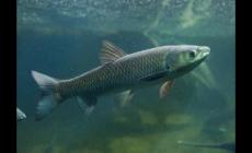 脆皖魚(yú)是海魚(yú)還是淡水魚(yú) 廣東的脆皖魚(yú)是什么魚(yú)