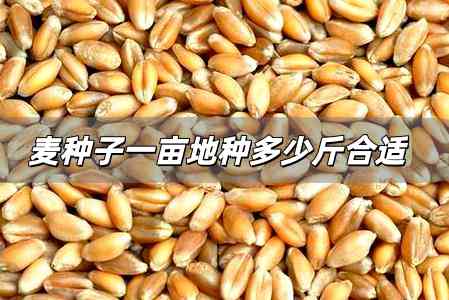 麥種子一畝地種多少斤合適 小麥種子一畝地種多少斤合適