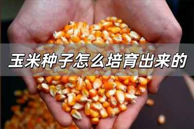 玉米種子怎么培育出來的 玉米種子是怎么培育出來的