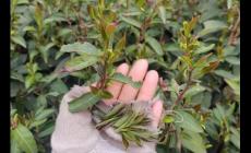 茶樹(shù)種植幾年可以采摘 茶樹(shù)種植幾年可以采摘果實(shí)