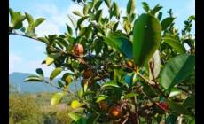 茶樹(shù)苗幾年可以采摘果實(shí) 茶樹(shù)苗幾年可以采摘果實(shí)嗎