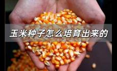 玉米種子怎么培育出來(lái)的 玉米種子是怎么培育出來(lái)的