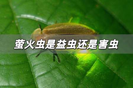 螢火蟲是益蟲還是害蟲 螢火蟲是益蟲還是害蟲答案