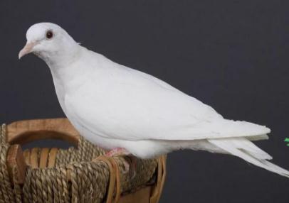 白斑鳩是國家保護動物嗎_白斑鳩是不是保護動物