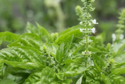 九層塔中藥的大名是什么 中藥九層塔圖片