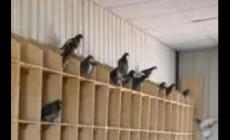 內(nèi)蒙古賽飛亞信鴿公棚網(wǎng)站入口 內(nèi)蒙古賽飛亞信鴿公棚網(wǎng)站介紹