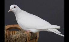 白斑鳩是國(guó)家保護(hù)動(dòng)物嗎_白斑鳩是不是保護(hù)動(dòng)物