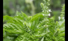 九層塔中藥的大名是什么 中藥九層塔圖片