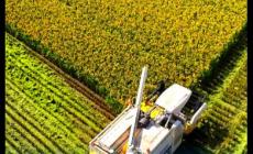 鄉村振興的英語怎么說 鄉村振興用英語怎么說